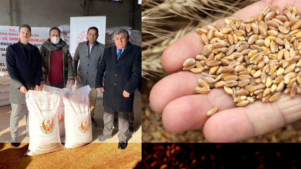Selden zarar gören çiftçiye buğday tohumu desteği