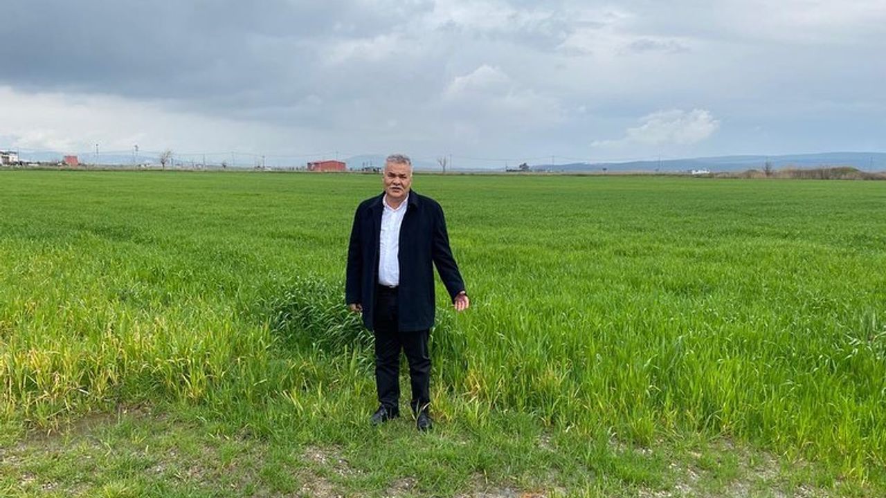 Torbalı Belediyesi tarlalarında buğdaylar boy veriyor
