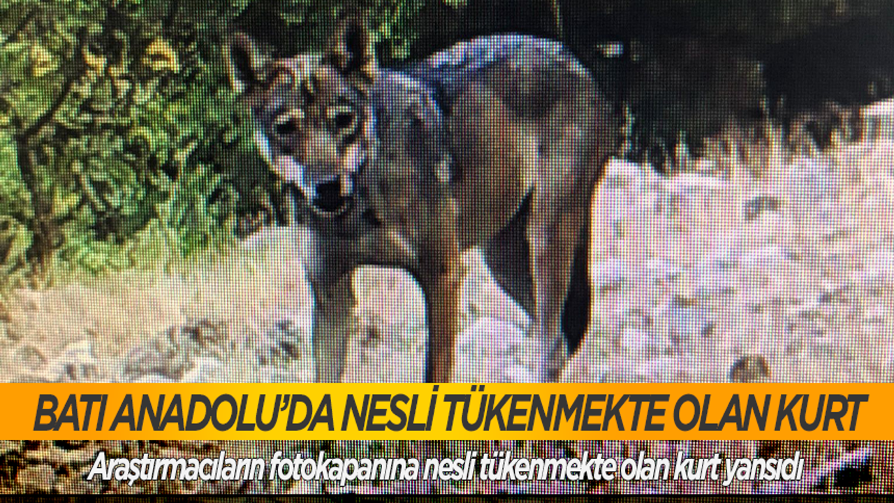 Egeli araştırmacıların fotokapanına Batı Anadolu’da nesli tükenmekte olan kurt yansıdı