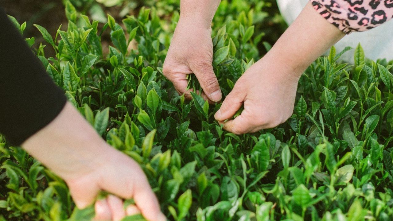 Yeşil çayın iyisi nasıl anlaşılır?