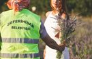 Lavanta Hasat Şenliği için geri sayım başladı
