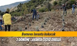 Bornova lavanta kokacak