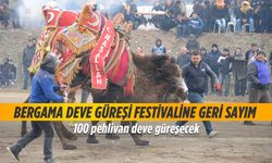 Bergama Deve Güreşi Festivaline geri sayım