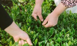 Yeşil çayın iyisi nasıl anlaşılır?
