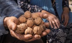 Kesilen cevizlerin yerine umut filizlendi