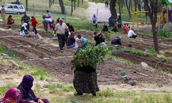 Toprakta hayat, sofrada bereket: Mahalle Bostanları’nda yaz hasadı
