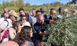 Buca’da “Sertifikalı Zeytin Budama Eğitimi” tamamlandı