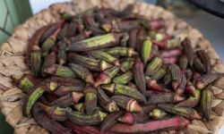 Gastrofest’te Bornova rüzgarı