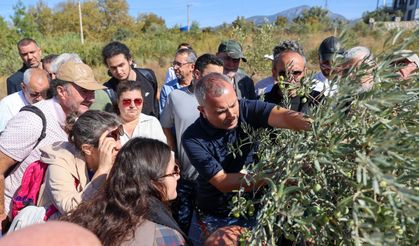 Buca’da “Sertifikalı Zeytin Budama Eğitimi” tamamlandı