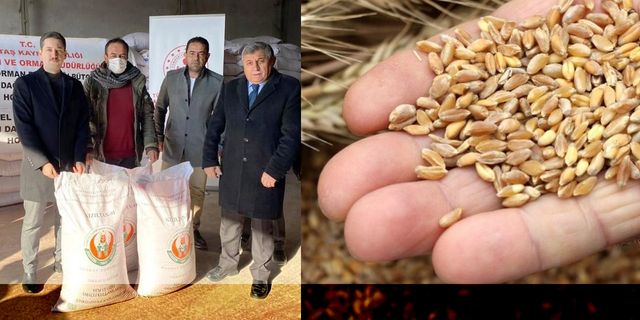 Selden zarar gören çiftçiye buğday tohumu desteği