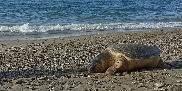 Nesli tükenmekte olan kaplumbağa sahile vurdu
