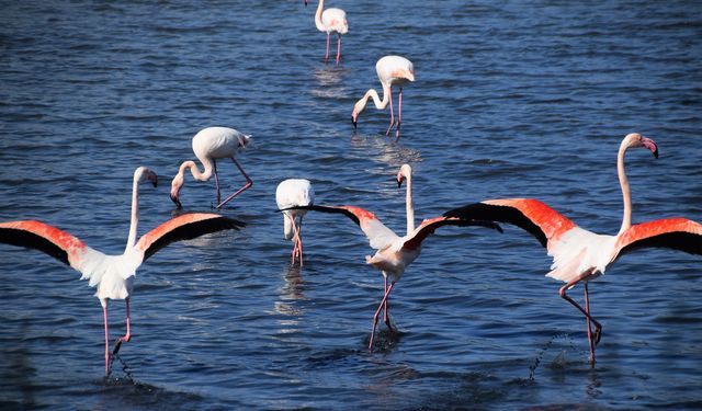 Aliağa'da flamingoların görüntüsü hayran bırakıyor