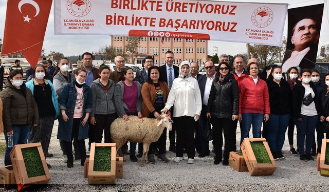 Bodrum ve Milas’ta 70 kadın üreticiye 700 koyun