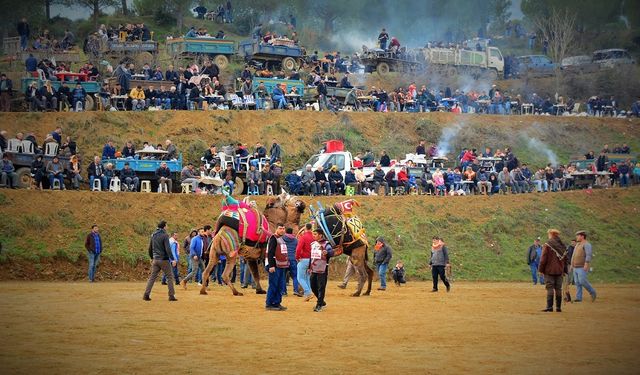 Deve güreşi coşkusu Konaklı’da yaşanacak