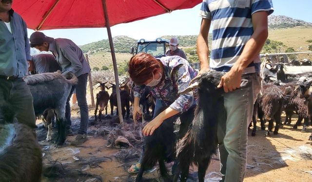 Karaburun’da Kırkım Şenliği 26 Haziran’da