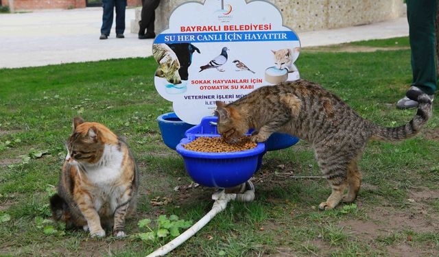 Bayraklı Belediyesinden sokak kedilerine sıcak yuva