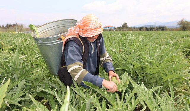 Urla Enginar Günleri'ne geri sayım