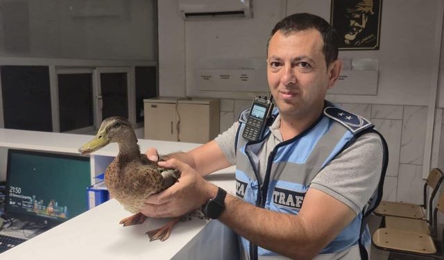 Trafiği durdurup ördeği kurtardılar