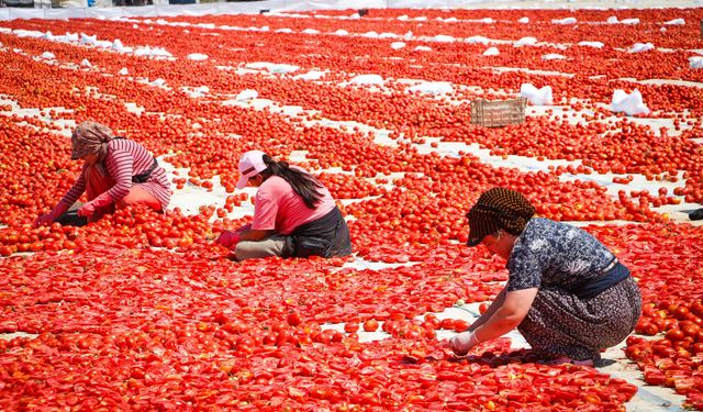 Büyükşehir’den sahada “Kırmızı Altın” mesaisi