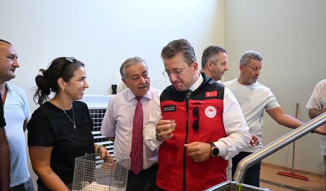 Türkiye’de Sezonun İlk Zeytin Hasadı Dikili Bademli’de Gerçekleştirildi