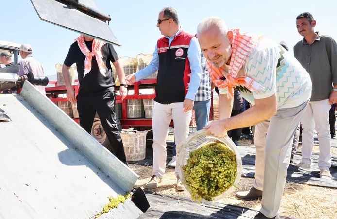 Menemen'de bağ bozumu gerçekleştirildi