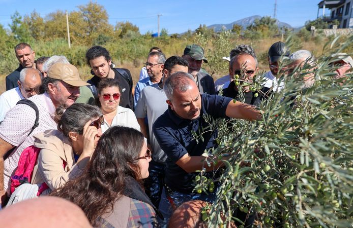 Buca’da “Sertifikalı Zeytin Budama Eğitimi” tamamlandı