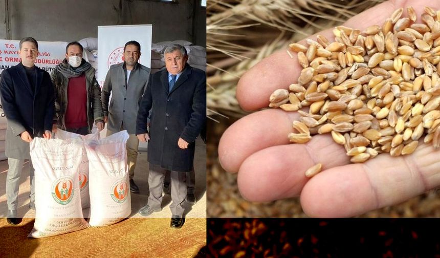 Selden zarar gören çiftçiye buğday tohumu desteği