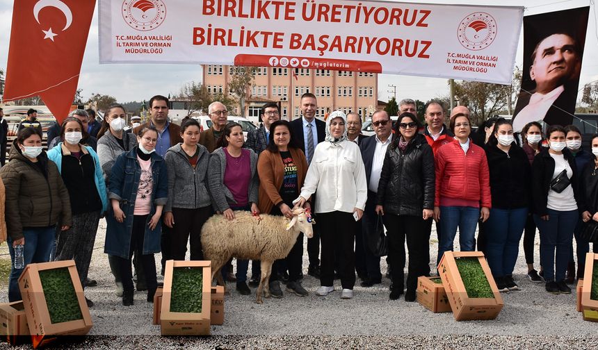 Bodrum ve Milas’ta 70 kadın üreticiye 700 koyun