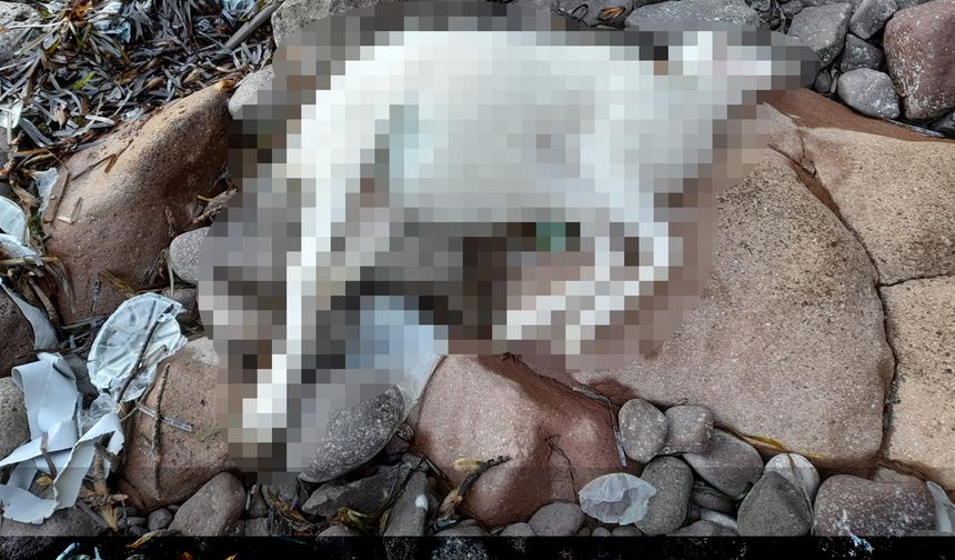 Saldırıdan kaçan ölü koyunlar sahile vurdu