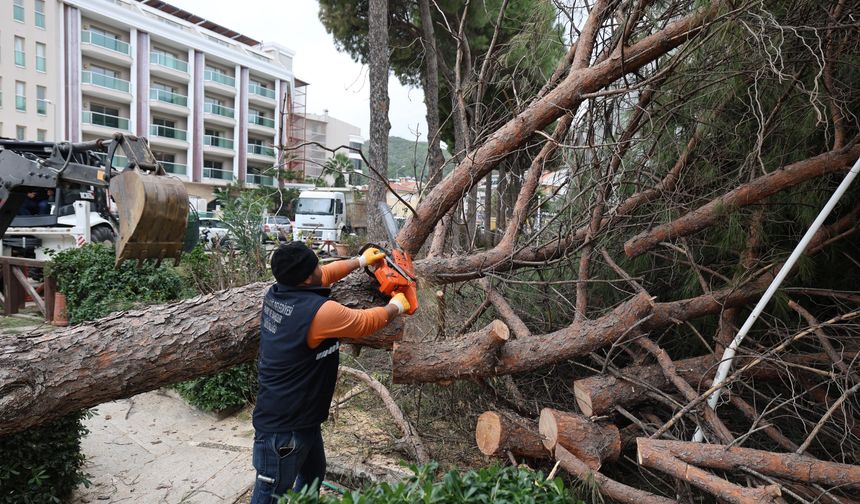 220 AĞACA MÜDAHALE EDİLDİ, 40 KAMYON ATIK TOPLANDI