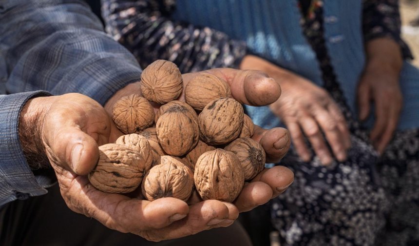 Kesilen cevizlerin yerine umut filizlendi