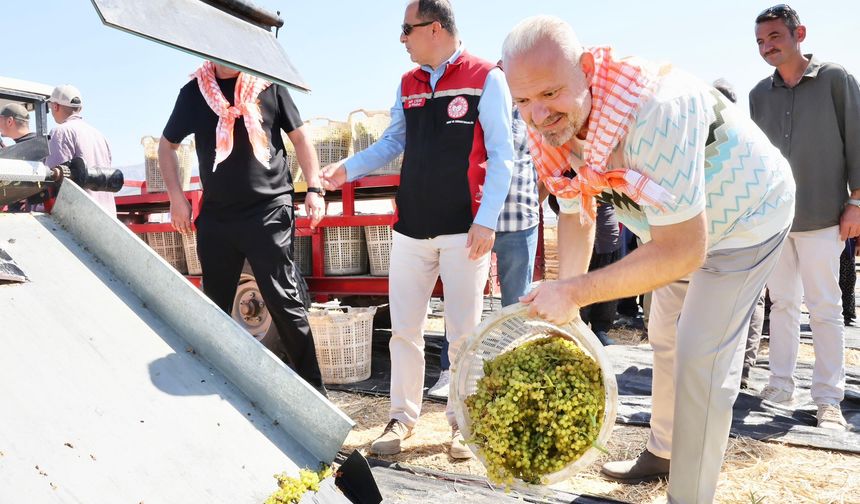 Menemen'de bağ bozumu gerçekleştirildi