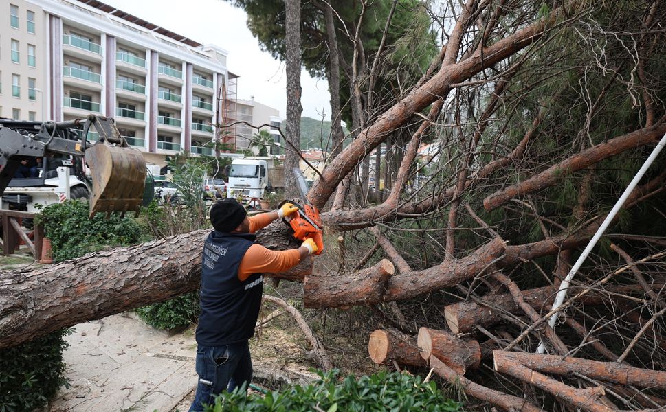 220 AĞACA MÜDAHALE EDİLDİ, 40 KAMYON ATIK TOPLANDI