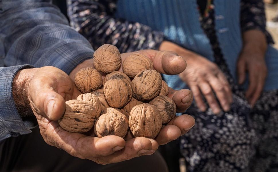 Kesilen cevizlerin yerine umut filizlendi