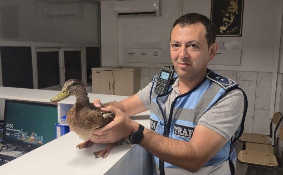 Trafiği durdurup ördeği kurtardılar