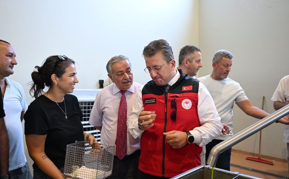 Türkiye’de Sezonun İlk Zeytin Hasadı Dikili Bademli’de Gerçekleştirildi