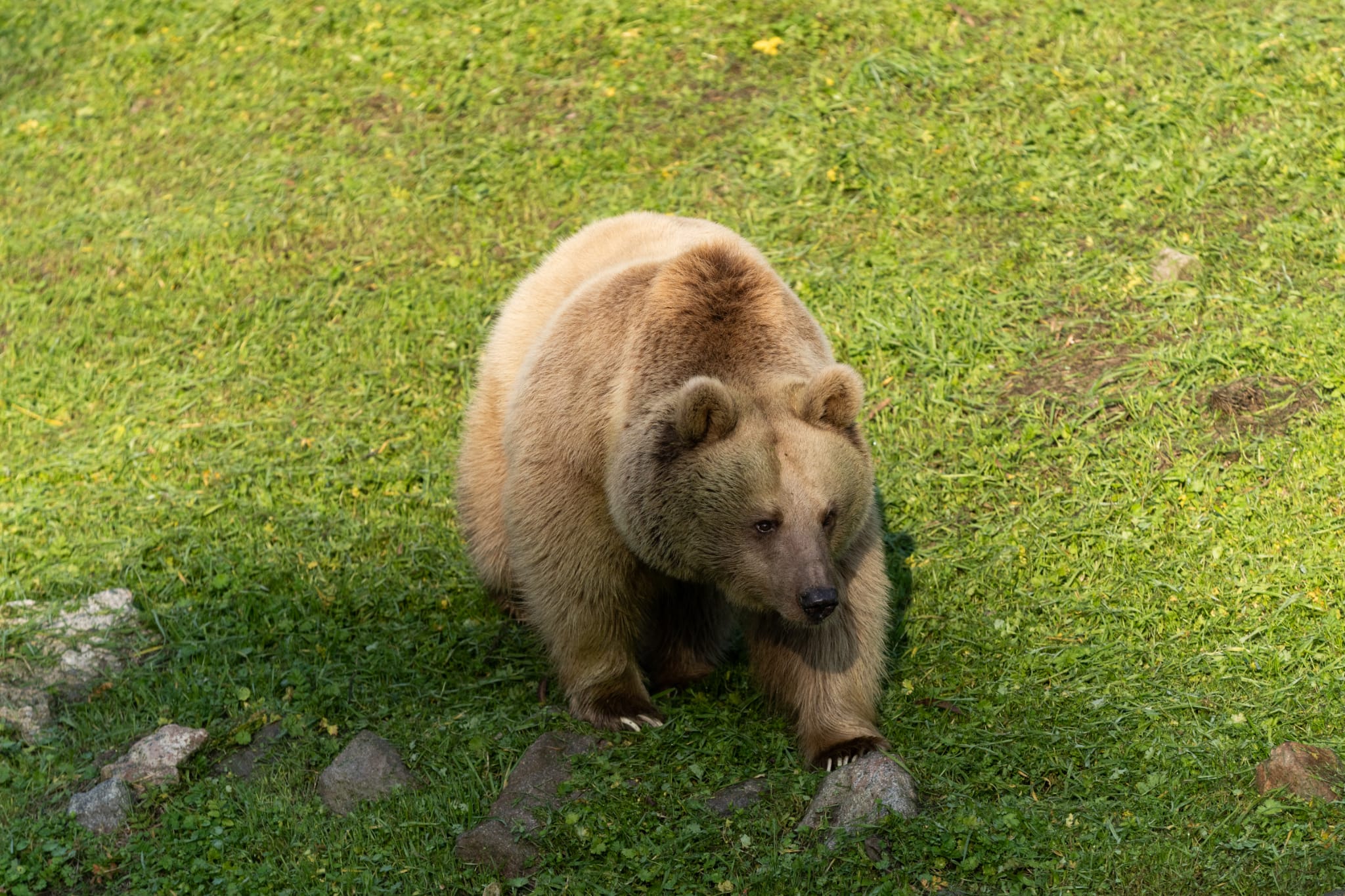 Izmir Dogal Yasam Parki Boz Ayi