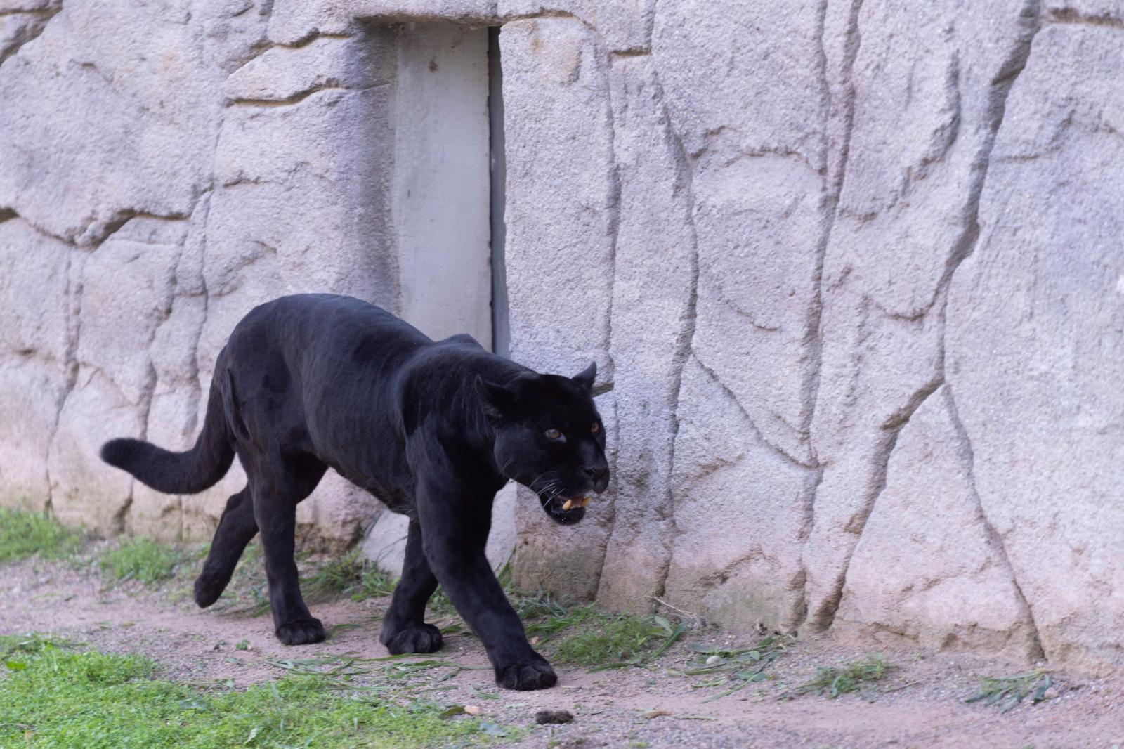 Izmir Dogal Yasam Parki Siyah Leopar