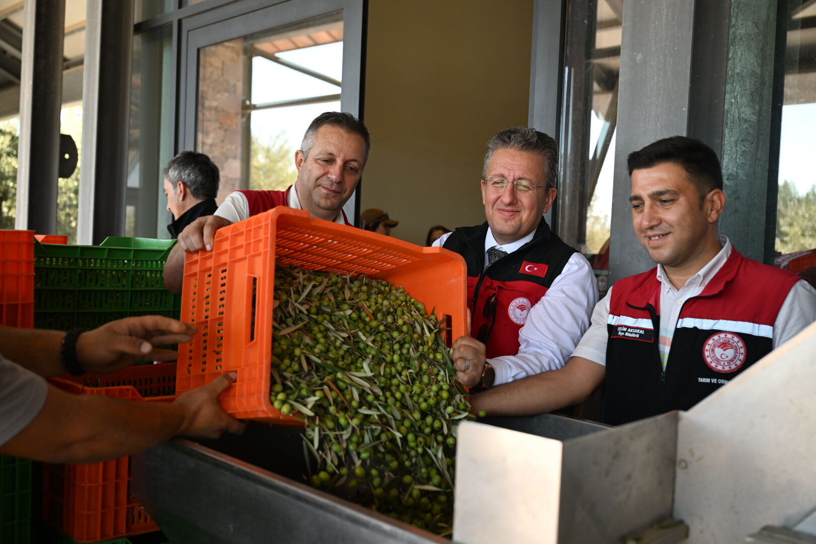 Zeytin Hasadı 3