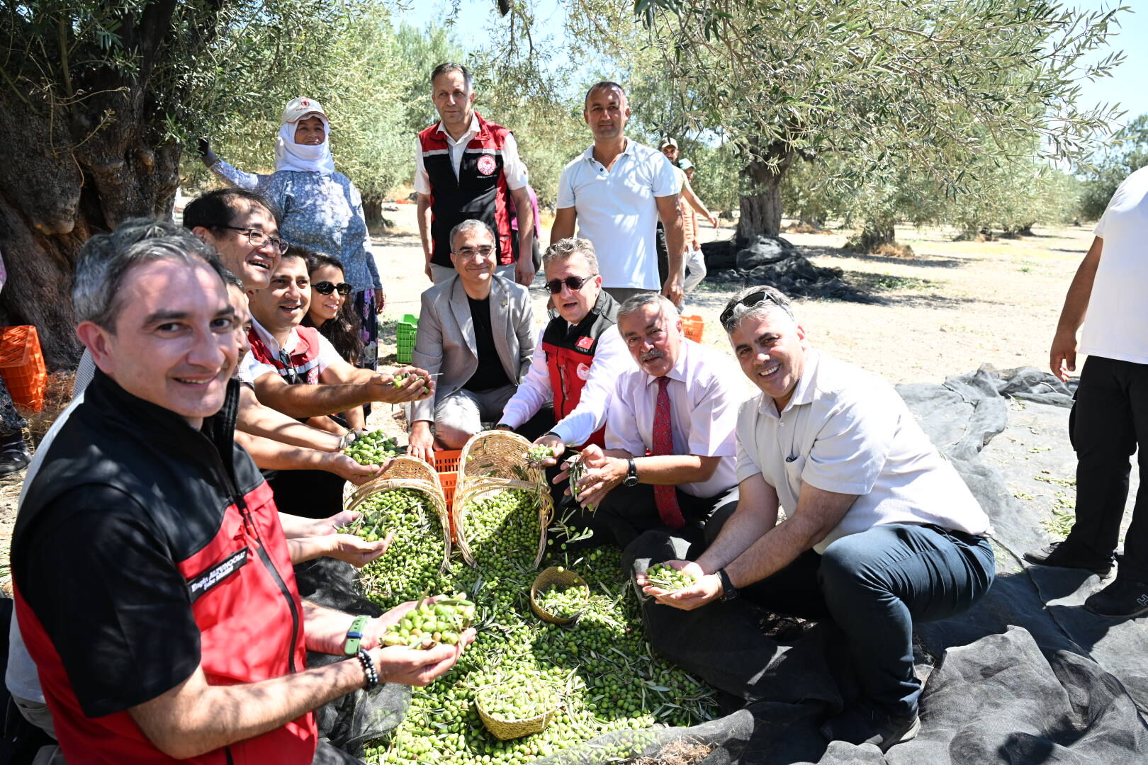 Zeytin Hasadı 4